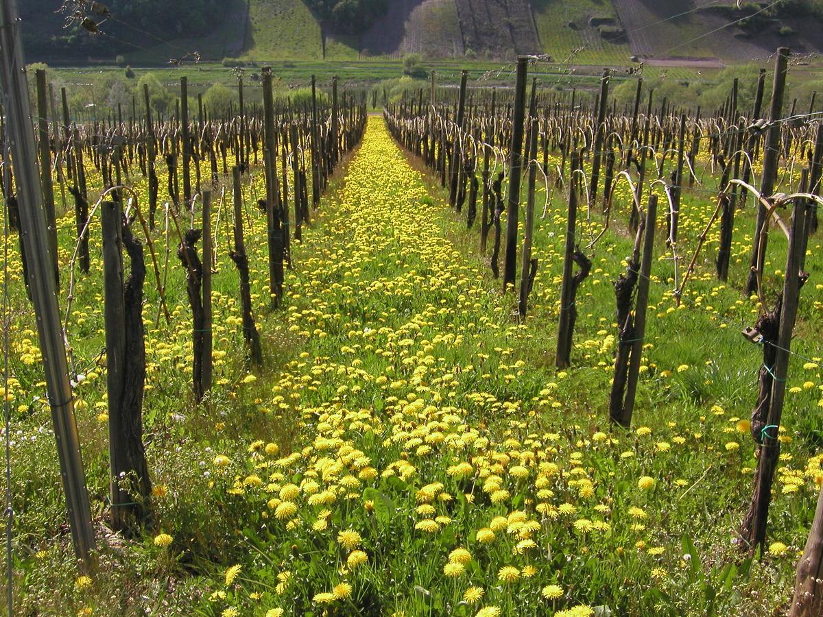 לינה וארוחת בוקר Burg  Ferienweingut Hirschen Schulstrasse מראה חיצוני תמונה